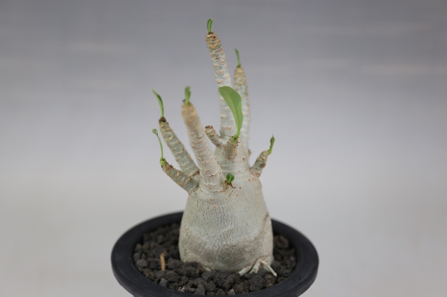 商品画像4