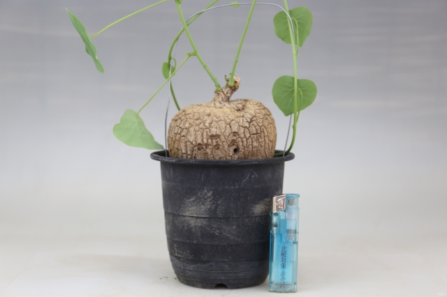  サイズ比較画像2