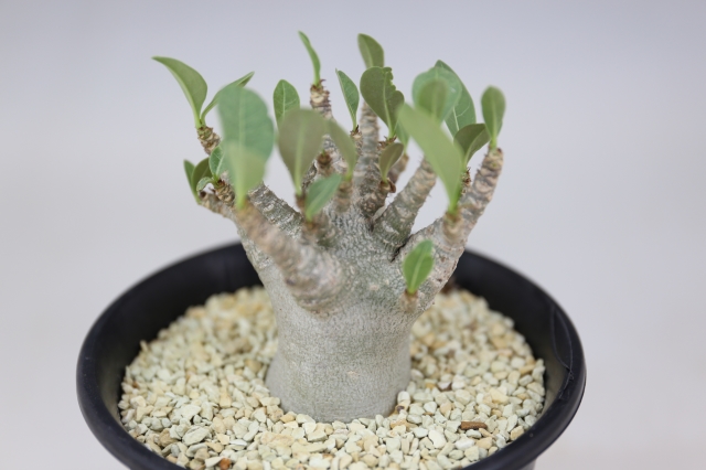 アデニウム　アラビカム　タイ産 1点物】アデニウム・アラビカム (アラビクム) | Adenium arabicum