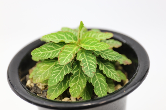 多肉植物