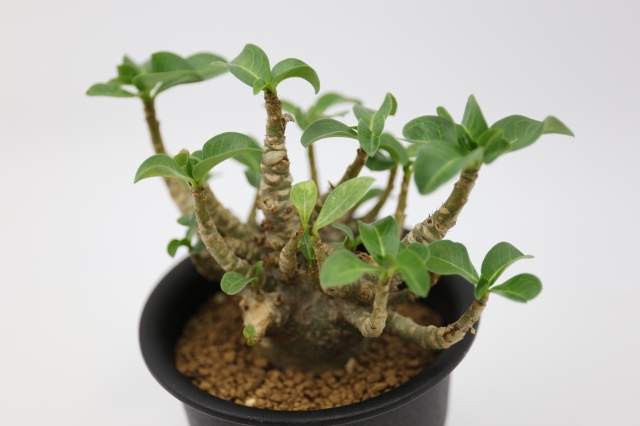 多肉植物