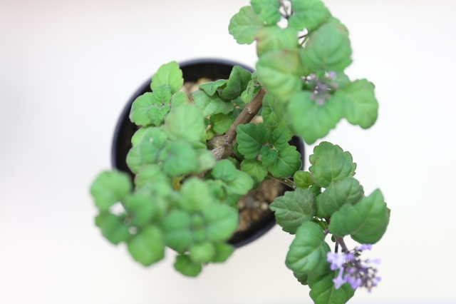 エルンスティー A0944 プレクトランサス コーデックス 多肉植物 浦部陽向園 エルンスティー A0944 プレクトランサス コーデックス 多肉植物 浦部陽向園