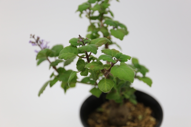 エルンスティー A0944 プレクトランサス コーデックス 多肉植物 浦部陽向園 エルンスティー A0944 プレクトランサス コーデックス 多肉植物 浦部陽向園
