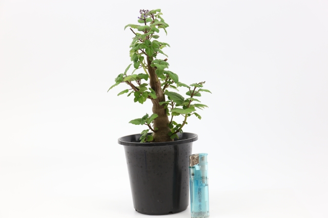 多肉植物