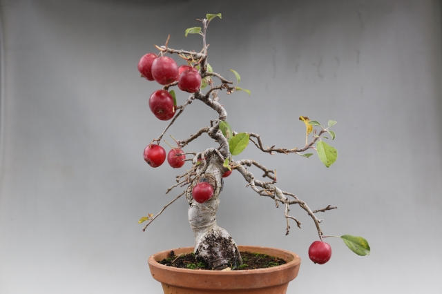 紅乙女りんご　花物実物　盆栽