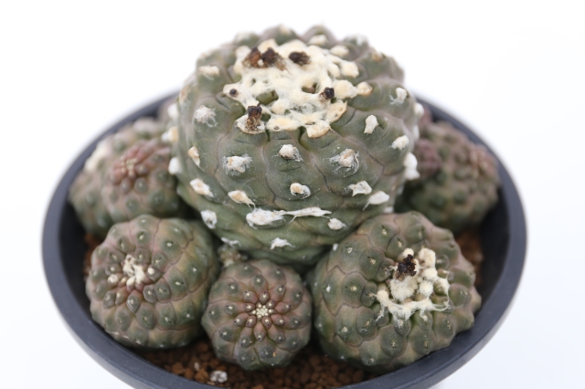 サボテン　多肉植物