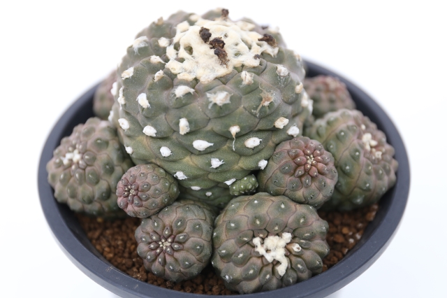 サボテン　多肉植物