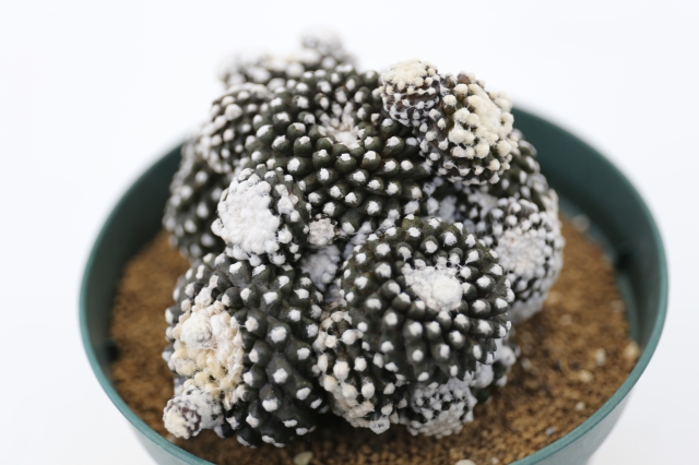 サボテン　多肉植物