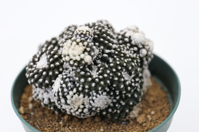 サボテン　多肉植物