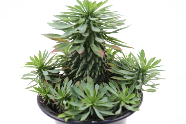 安曇野鉄甲丸 A1089☆ユーフォルビア 鉄甲丸 多肉植物☆「送料無料