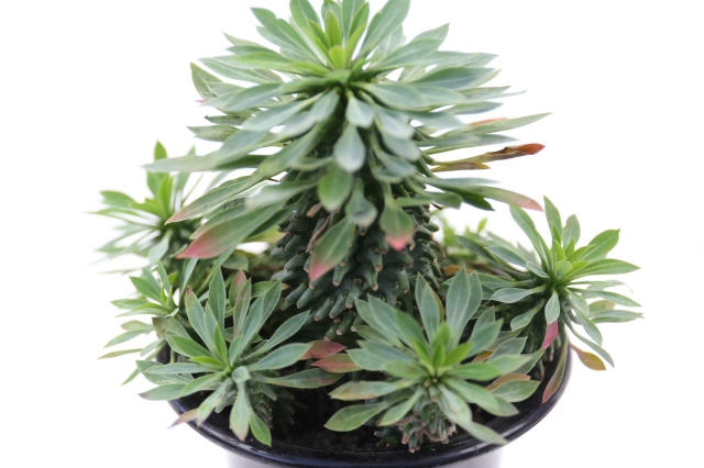 サボテン　多肉植物