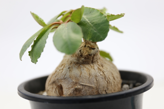 サボテン　多肉植物