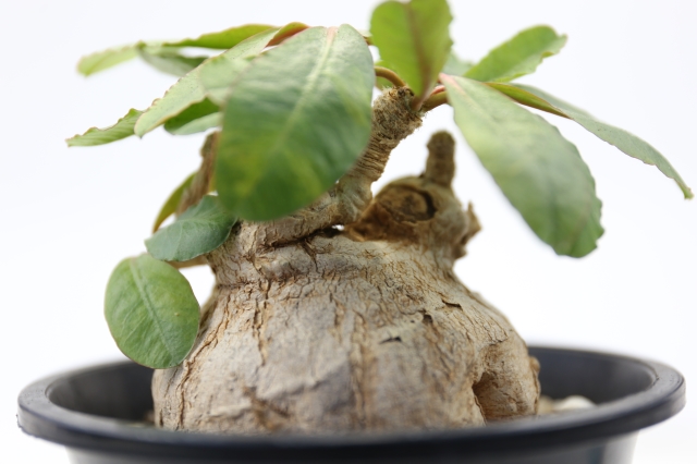 サボテン　多肉植物