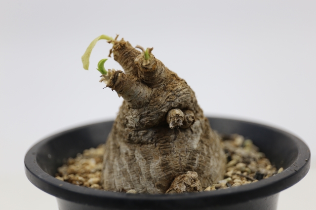 サボテン　多肉植物