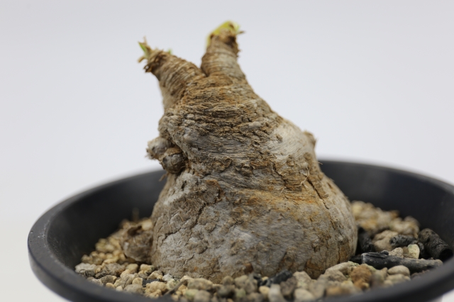 サボテン　多肉植物
