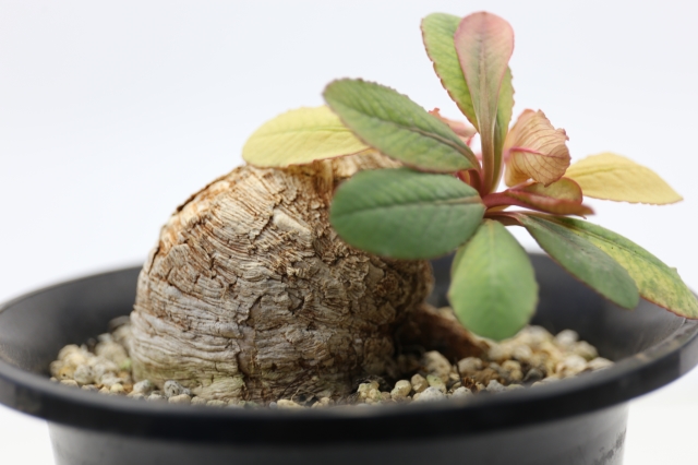 美株 サンスベリアルーキー 塊根植物 コーデックス 多肉 サンセベリア