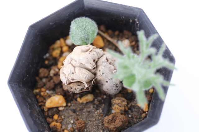 【BOCCOM】　ボッコム　テュララ　オリカラ BOCCOM】 ボッコム テュララ オリカラ - メルカリ