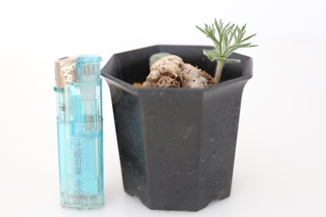 【BOCCOM】　ボッコム　テュララ　オリカラ パラドクサム 輸入球 A1116☆エリオスペルマム コーデックス 多肉植物