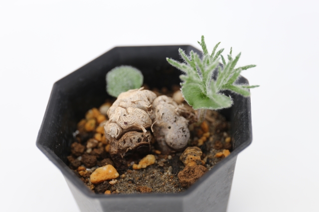 【BOCCOM】　ボッコム　テュララ　オリカラ 50%OFFセール】はらぺこあおむし / 折りたたみ傘 雨傘 ミニ コンパクト