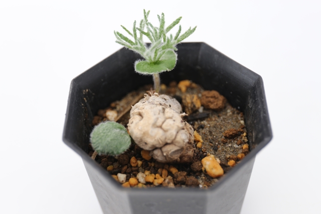 サボテン　多肉植物
