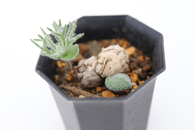 パラドクサム 輸入球 A1116☆エリオスペルマム コーデックス