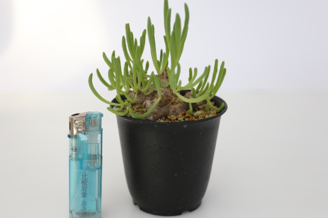 サボテン　多肉植物
