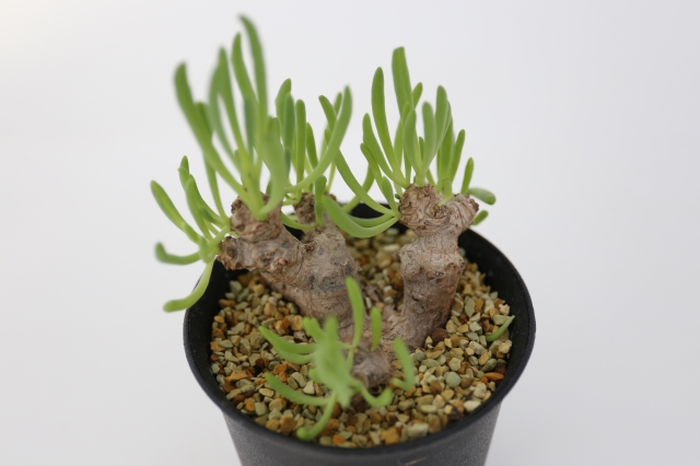サボテン　多肉植物