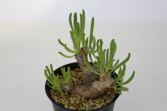 サボテン　多肉植物