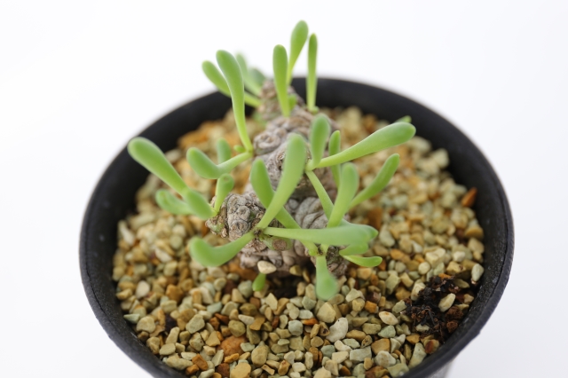 サボテン　多肉植物