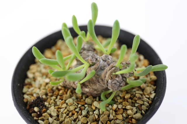 サボテン　多肉植物