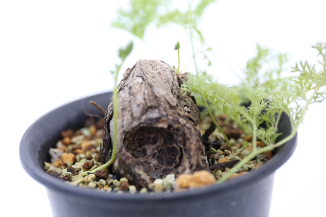 サボテン　多肉植物