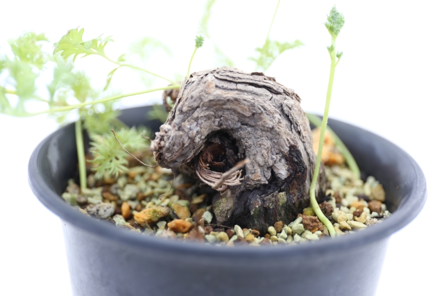 サボテン　多肉植物