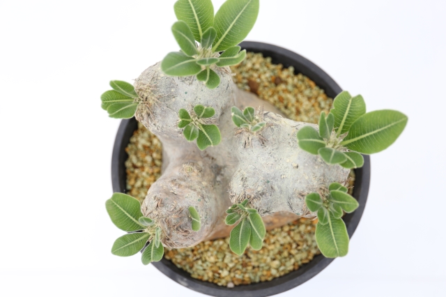 エブレネウム 輸入球 A1127☆パキポディウム コーデックス 多肉植物