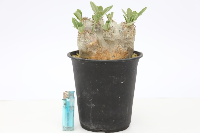 サボテン　多肉植物