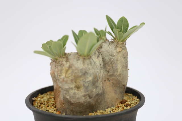 サボテン　多肉植物