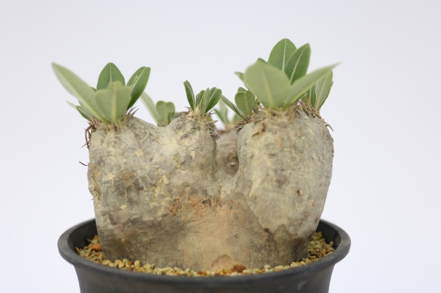 サボテン　多肉植物