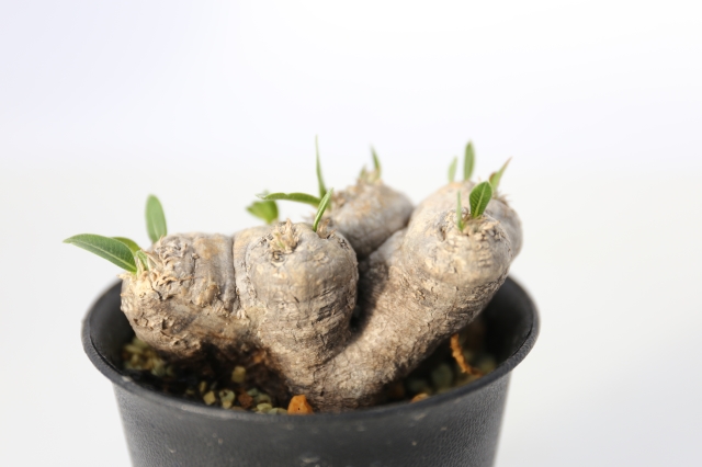 サボテン　多肉植物