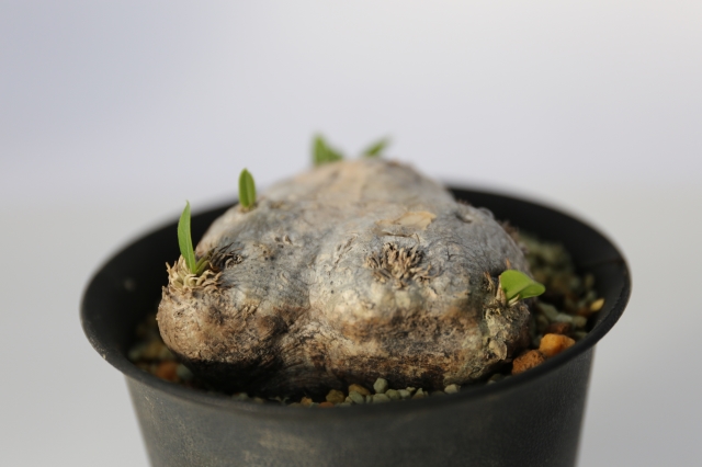 サボテン　多肉植物