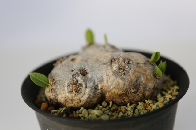 サボテン　多肉植物