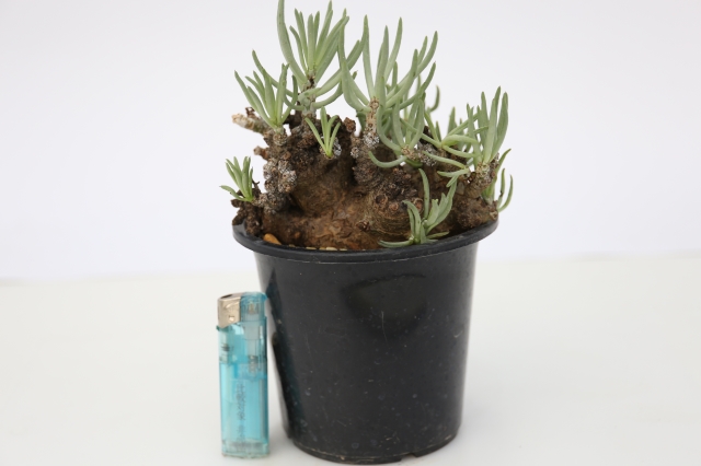 ペアルソニー 輸入球 A1139☆チレコドン 冬型コーデックス 多肉植物