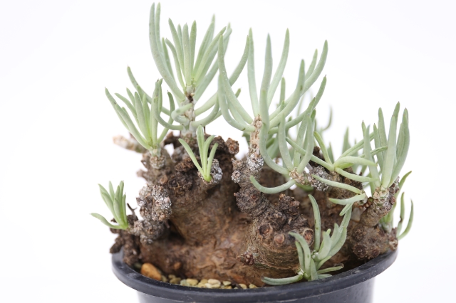 ペアルソニー 輸入球 A1139☆チレコドン 冬型コーデックス 多肉植物