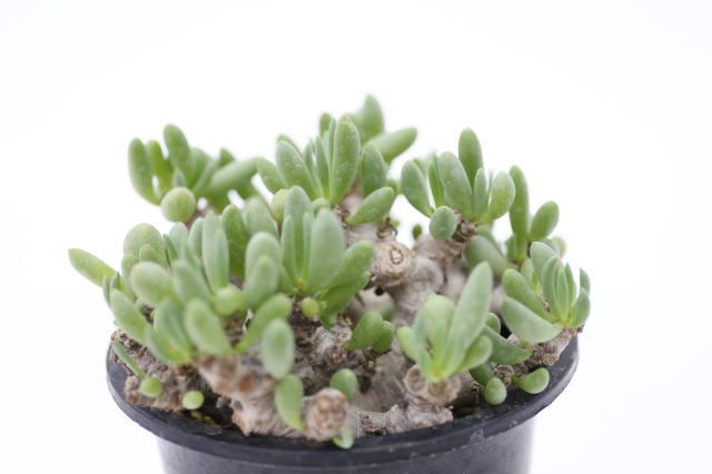 サボテン　多肉植物