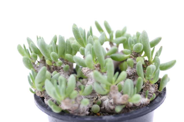 サボテン　多肉植物