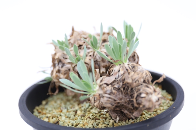 サボテン　多肉植物