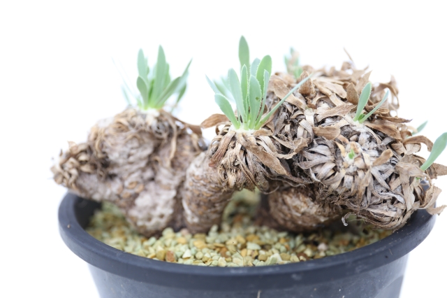 サボテン　多肉植物