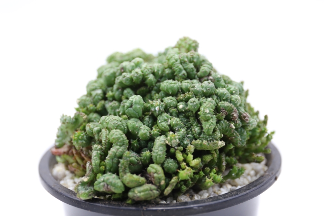 サボテン　多肉植物