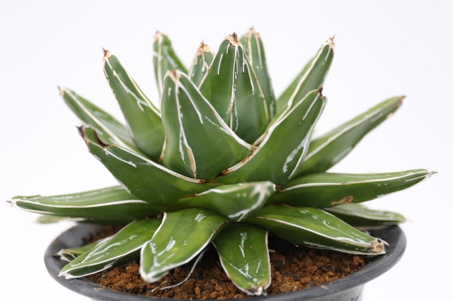 サボテン　多肉植物