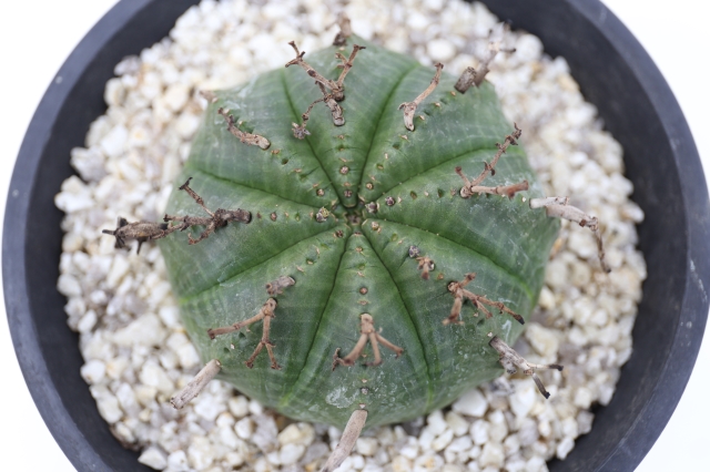 スーパーバリダ A1163☆ユーフォルビア 多肉植物☆「送料無料」浦部陽向園