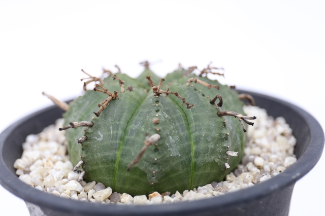 サボテン　多肉植物