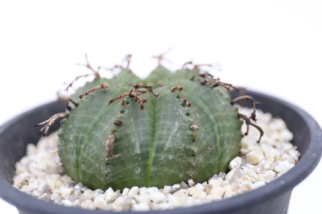 スーパーバリダ A1163☆ユーフォルビア 多肉植物☆「送料無料」浦部陽向園